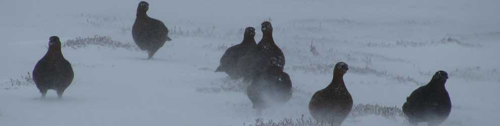 Scottish Highland Grouse, Cappercaillie and Osprey