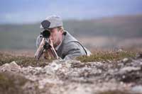 Scottish Roe Buck Grouse Red Stag Shooting