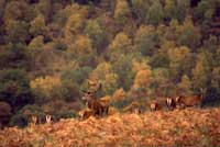 Scottish Roe Buck Red Stag Stalking Scotland