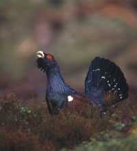Scottish Highland Capercaillie and young at Highland wildlife holidays Scotland